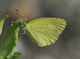 Little Yellow